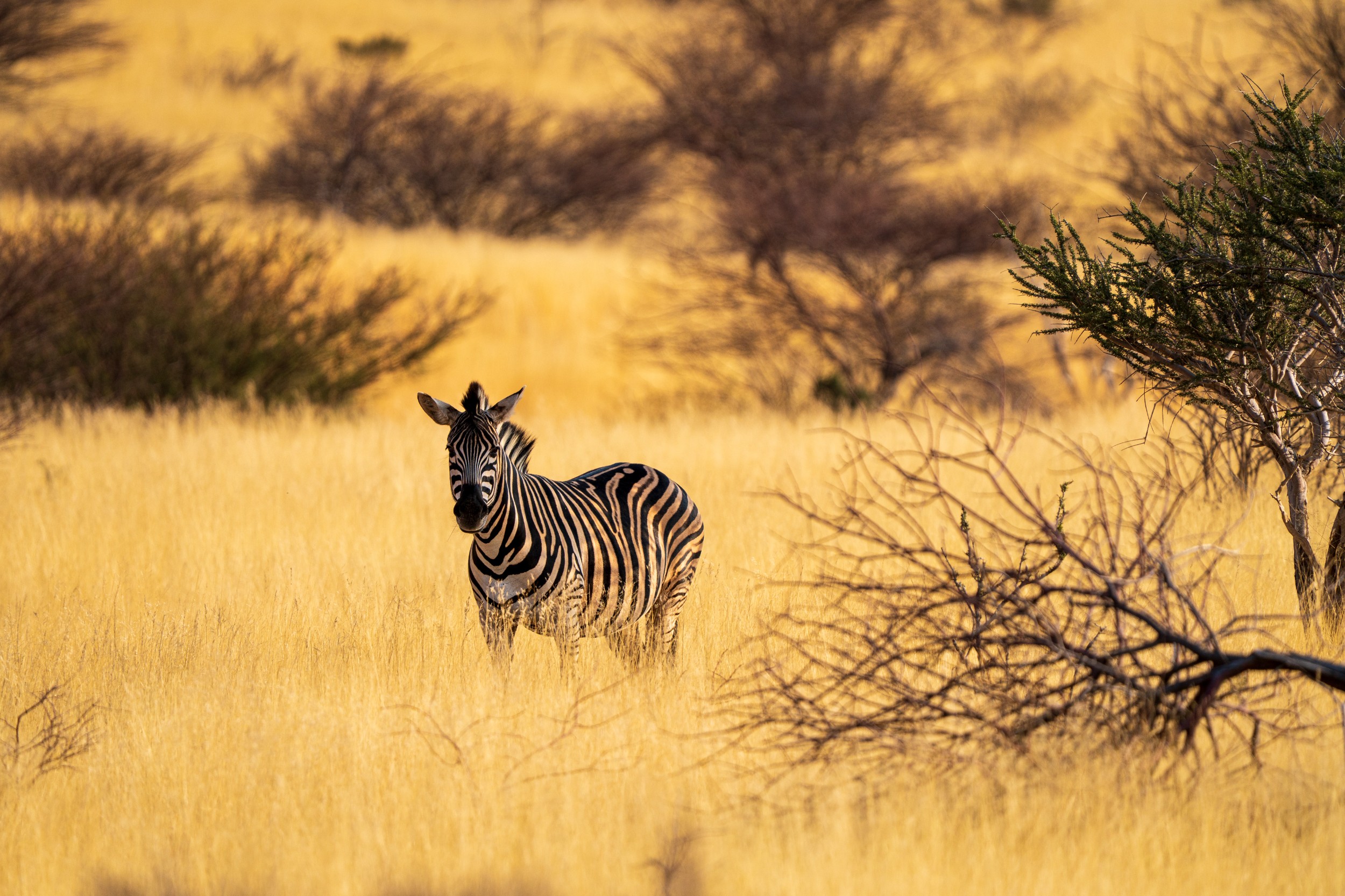 Namibia & Botswana 2025